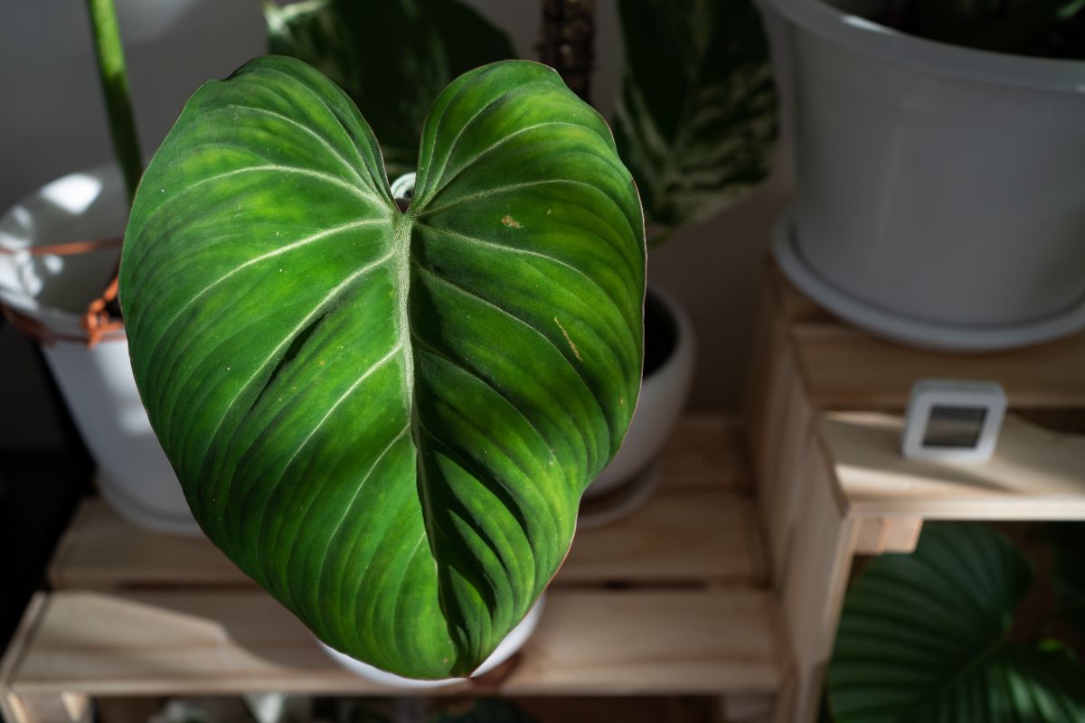 Philodendron Gloriosum in a pot in partial sunlight.