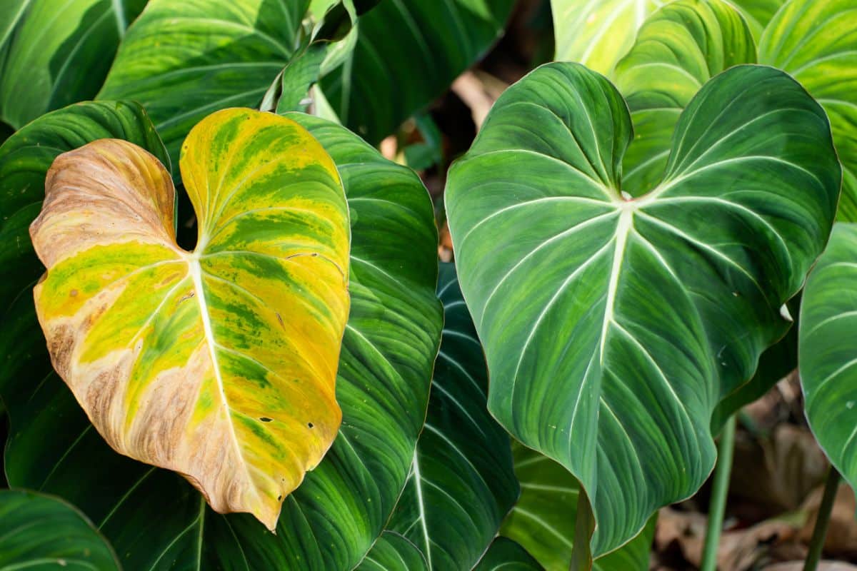 Philodendron Gloriosum with a yellow leaf.