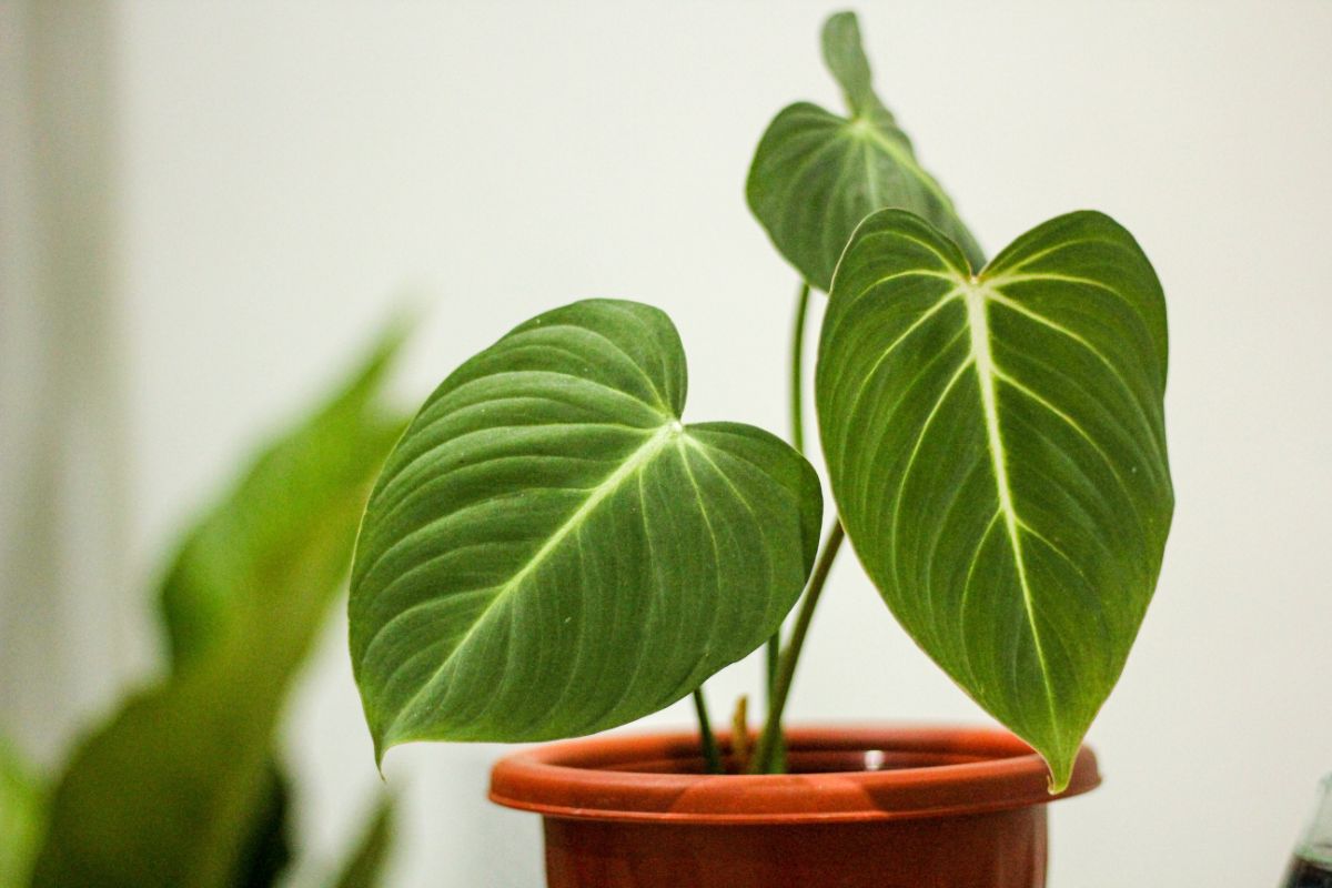 A beautiful Philodendron Gloriosum growing in a pot.