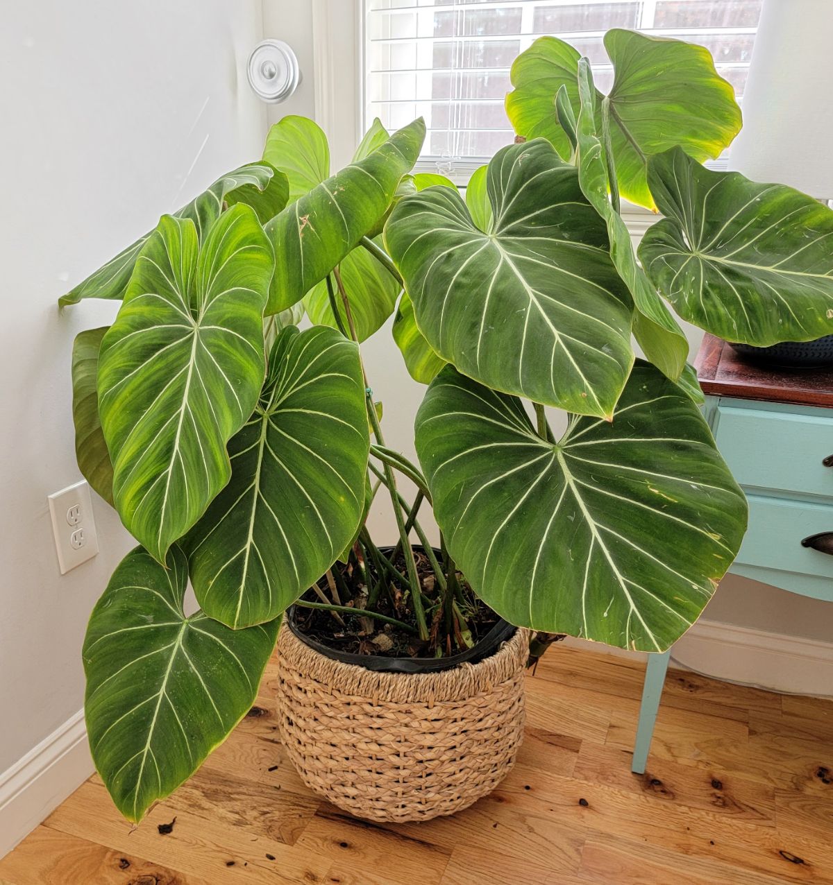 A beautiful Philodendron Gloriosum growing in a pot.