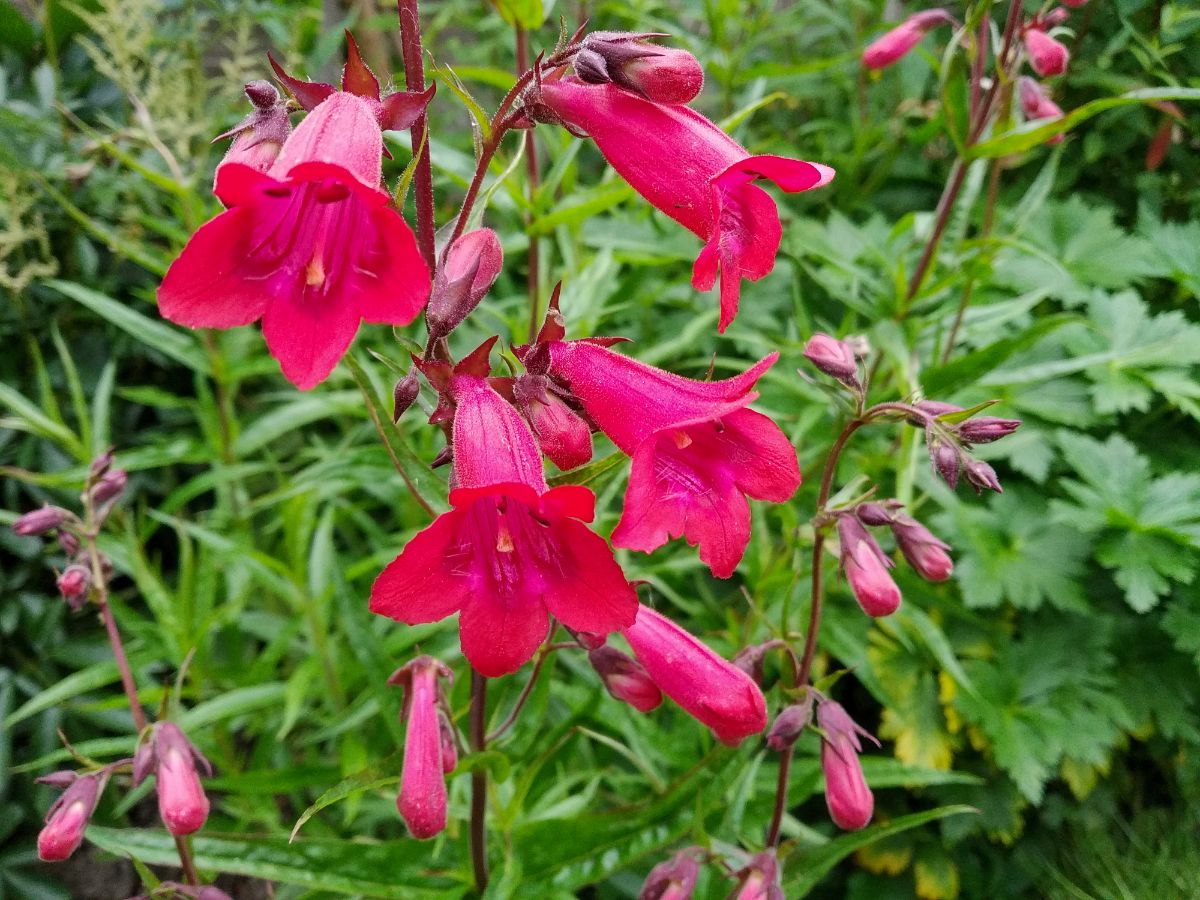 A close-up of a purple blooming penstemon.