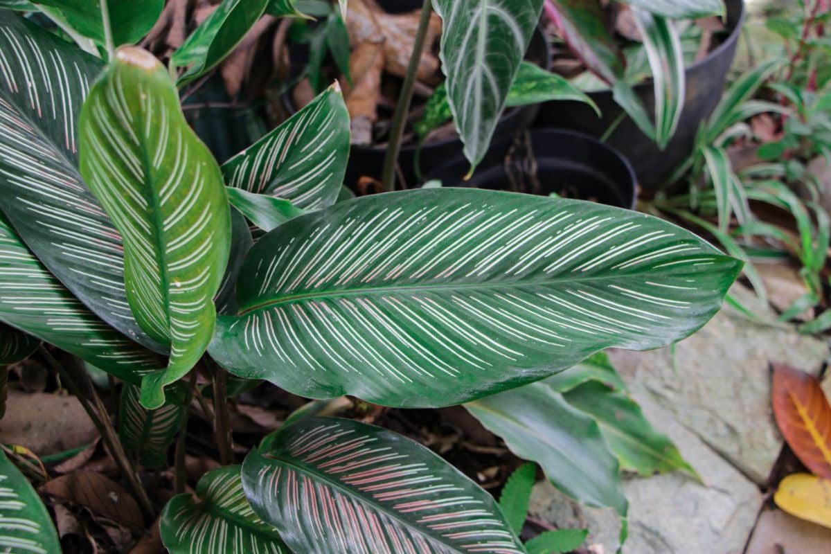 Beautiful leaves of Pink Pinstripe Calathea Ornata