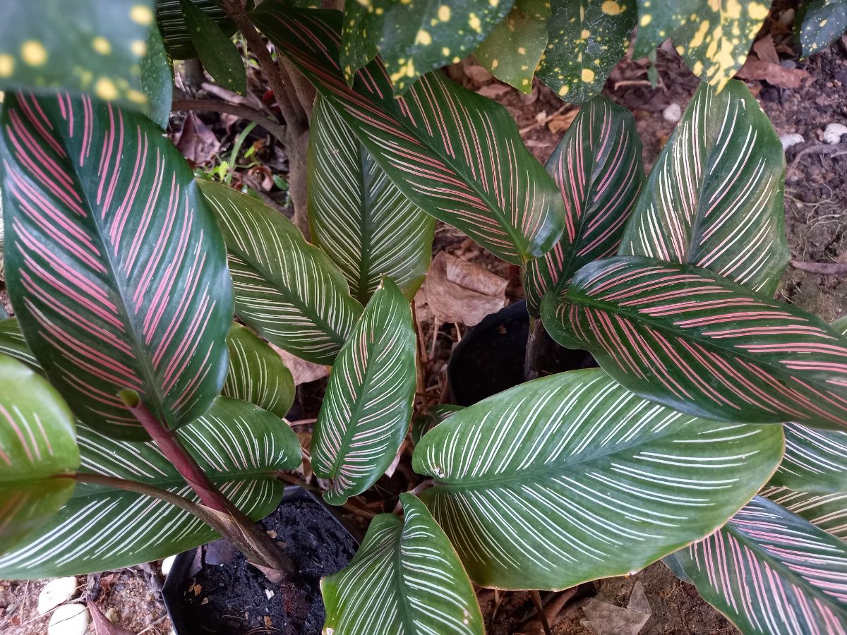 Two Pink Pinstripe Calathea Ornatas growing in pots.