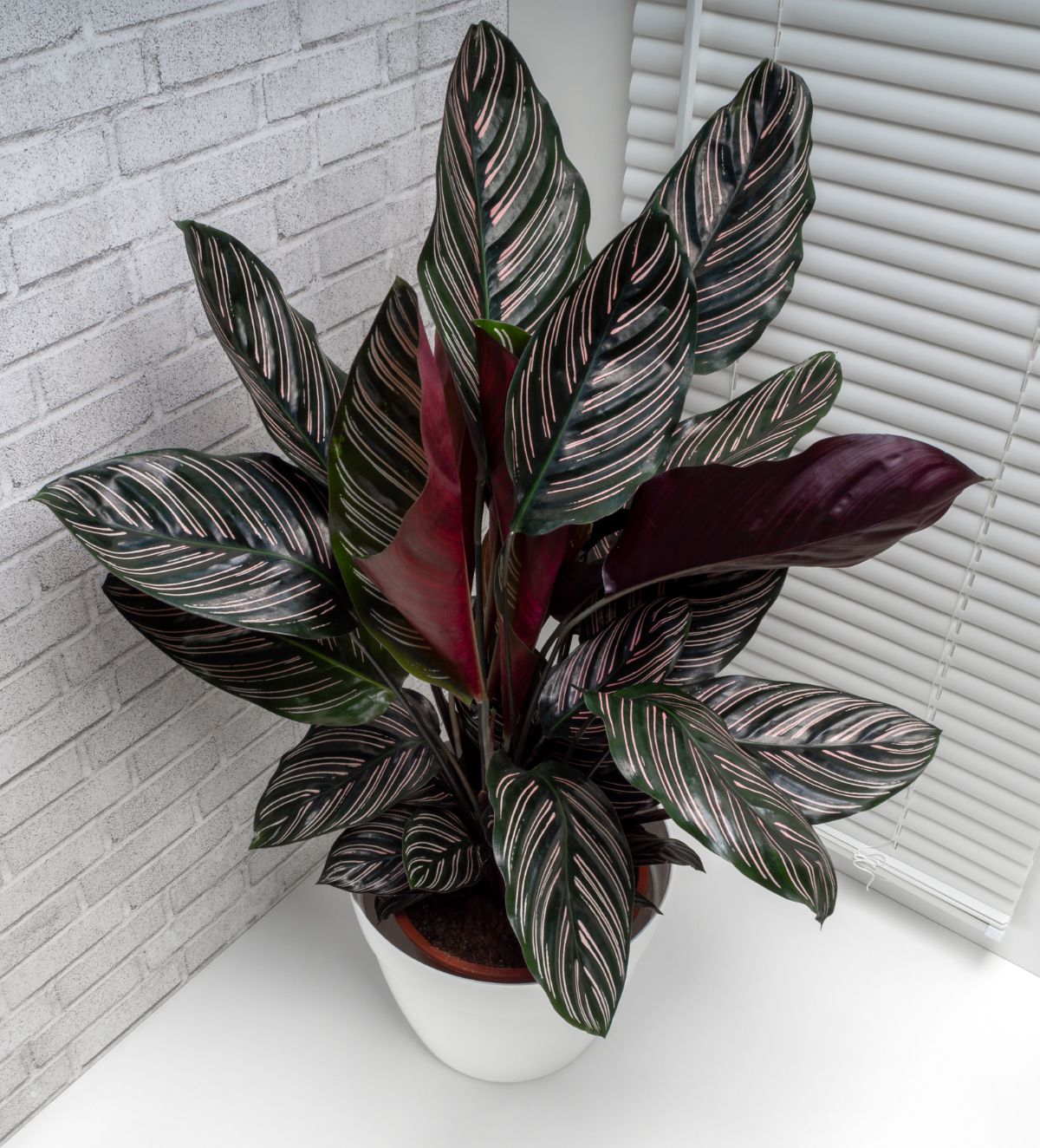 A beautiful Pink Pinstripe Calathea Ornata growing in a white pot.