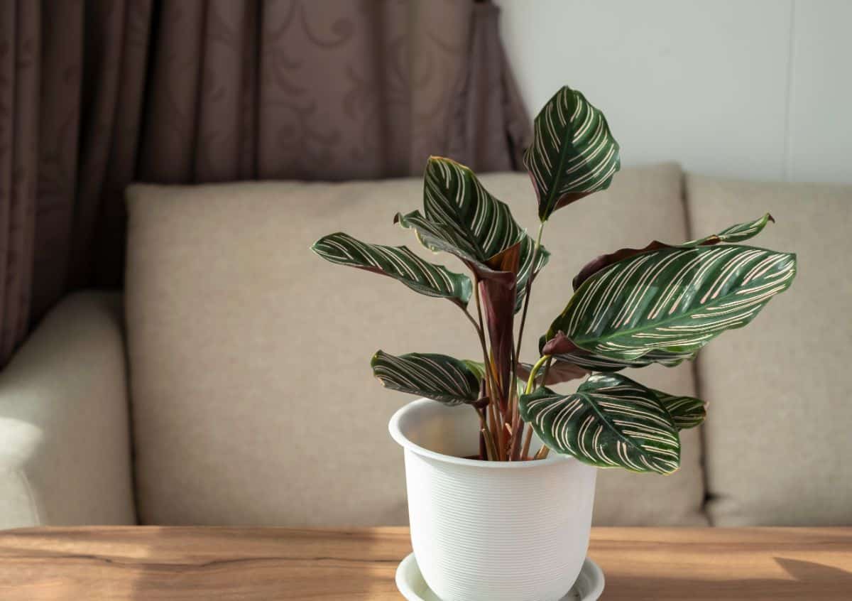 A beautiful Pink Pinstripe Calathea Ornata growing in a white pot.