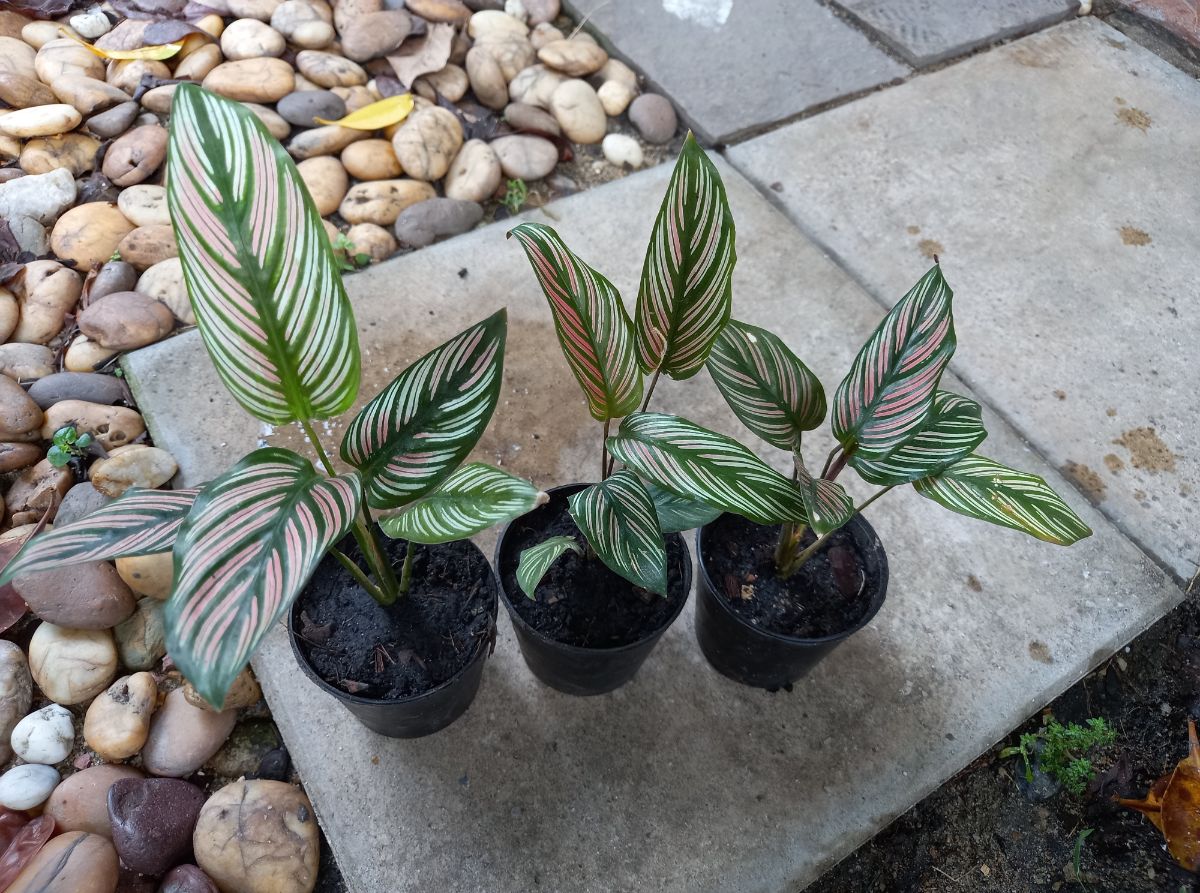 Three Pink Pinstripe Calathea Ornatas growing in pots.