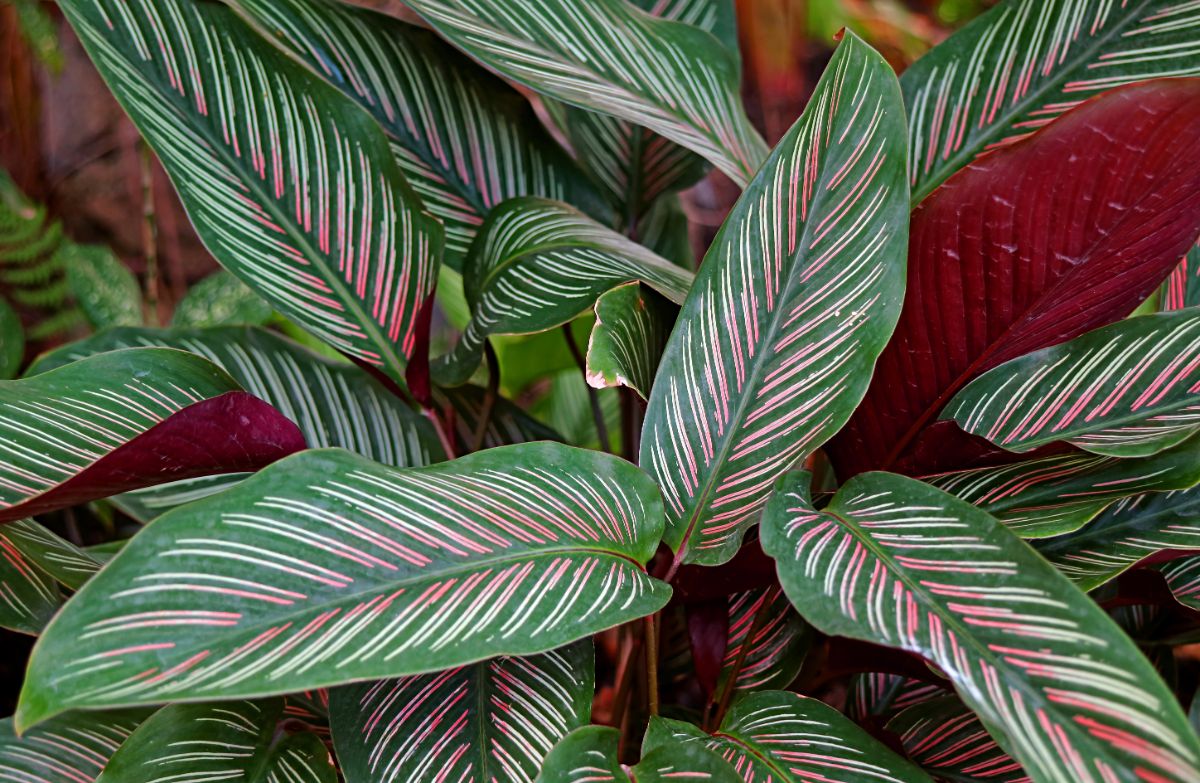 Beautiful leaves of Pink Pinstripe Calathea Ornata.