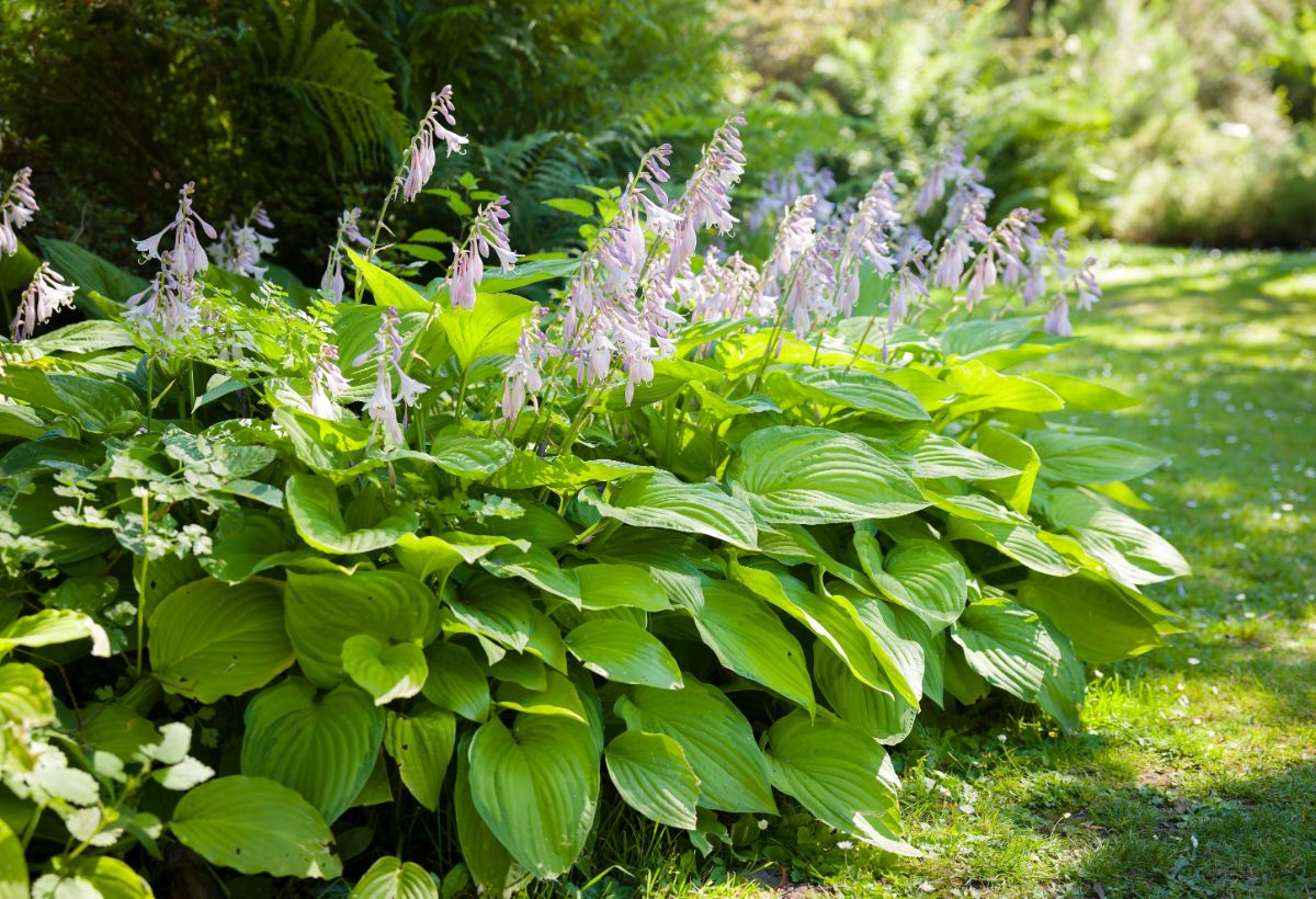 A beautiful purple blooming hosta on a sunny day.