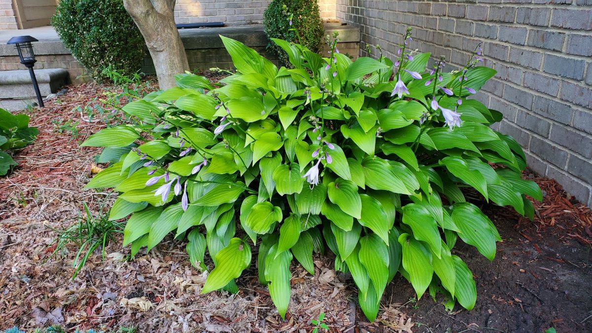 A beautiful purple blooming hosta growing near a fence.