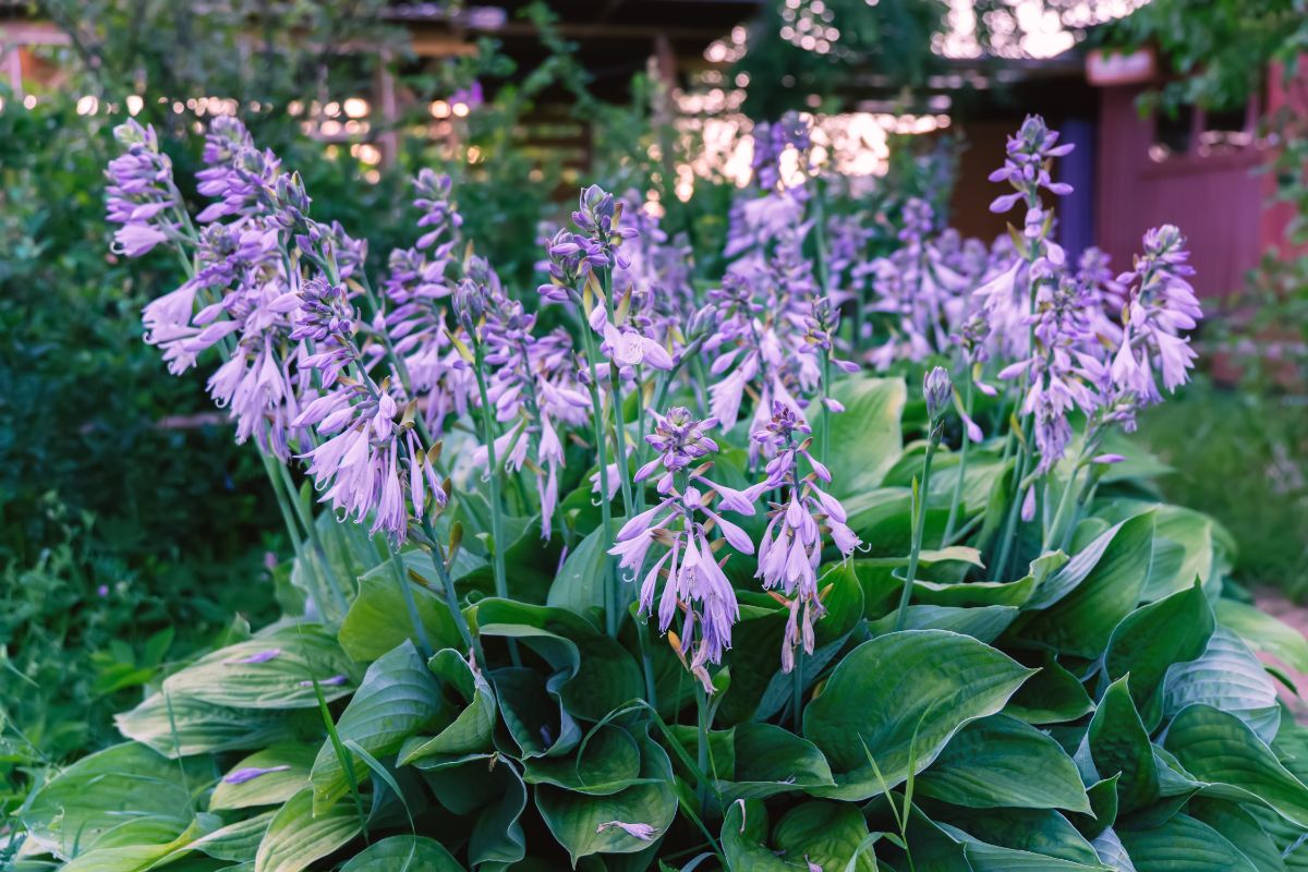 A beautiful purple blooming hosta in a backyard garden.