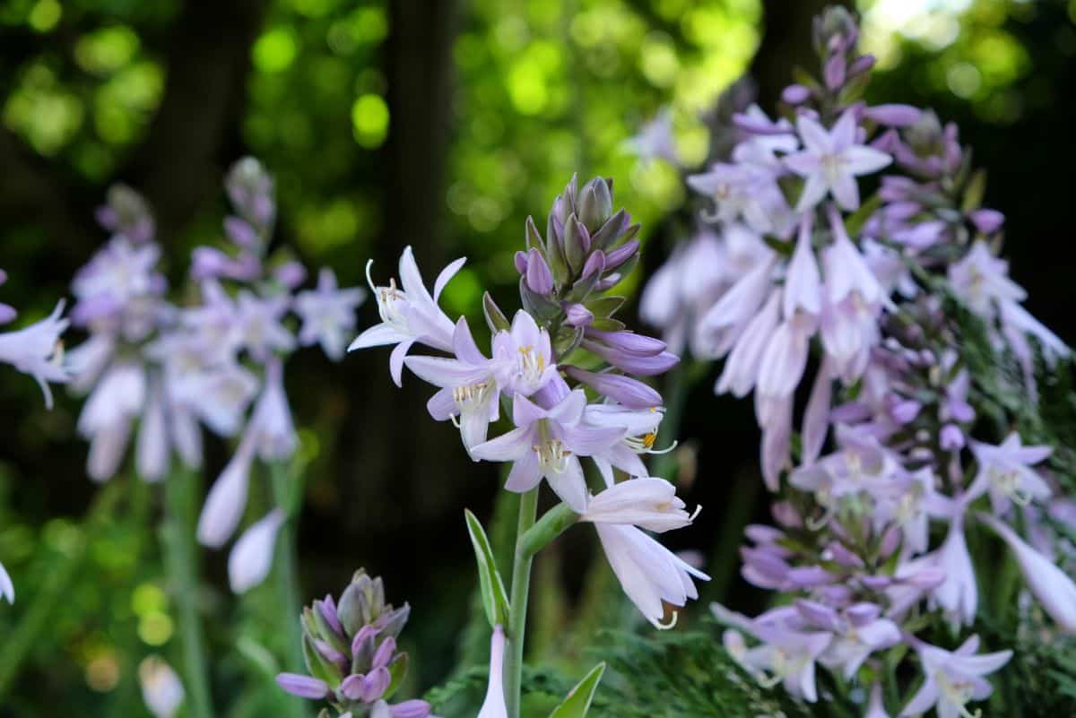 A close-up of purple flowers of hosta.