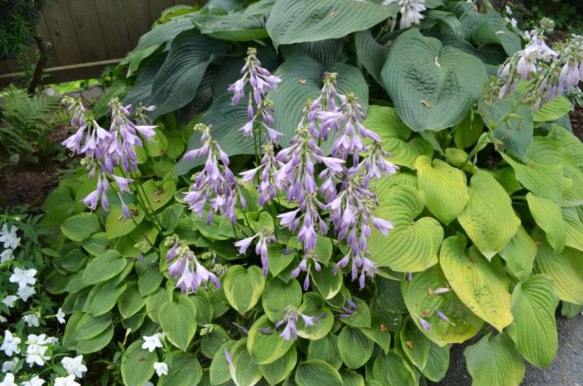 A beautiful purple blooming hosta in a backyard garden.