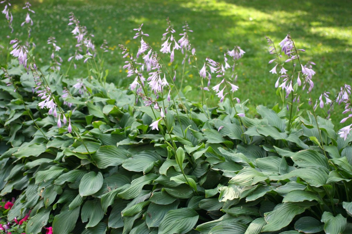 A beautiful purple blooming hosta.