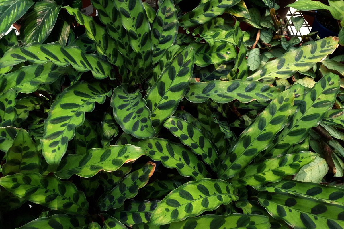 Rattlesnake Calathea green leaves.