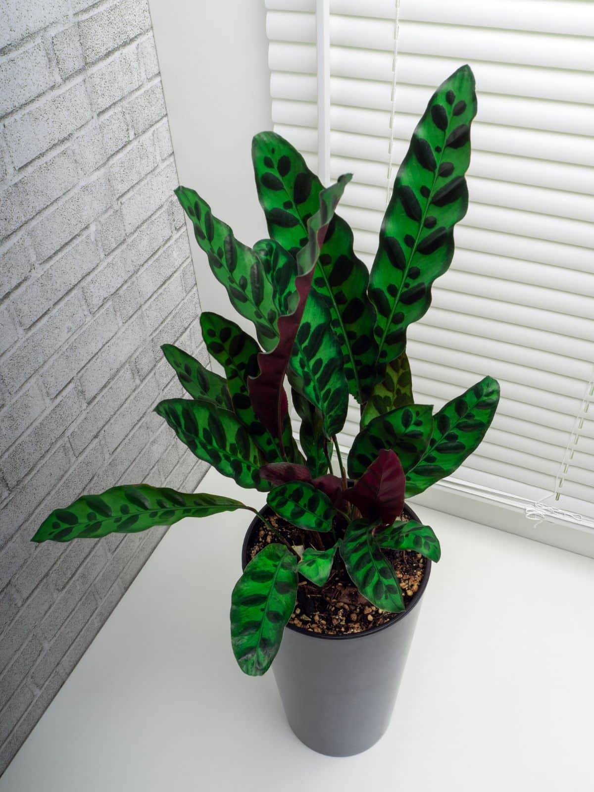 A beautiful Rattlesnake Calathea growing in a pot.