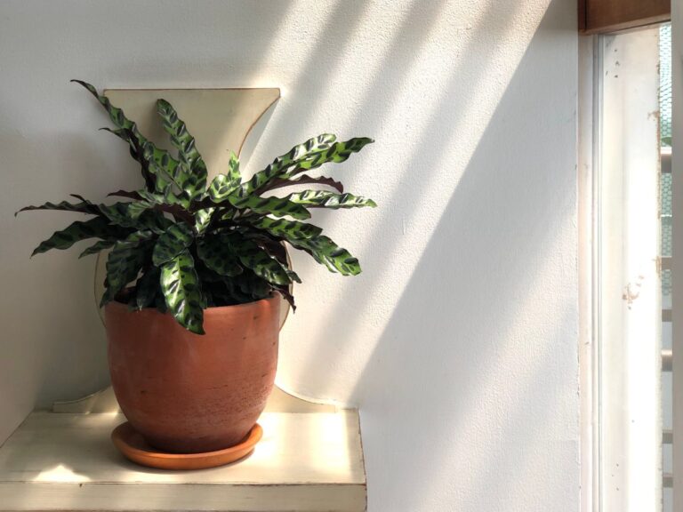 Rattlesnake Calathea Growing Guide
