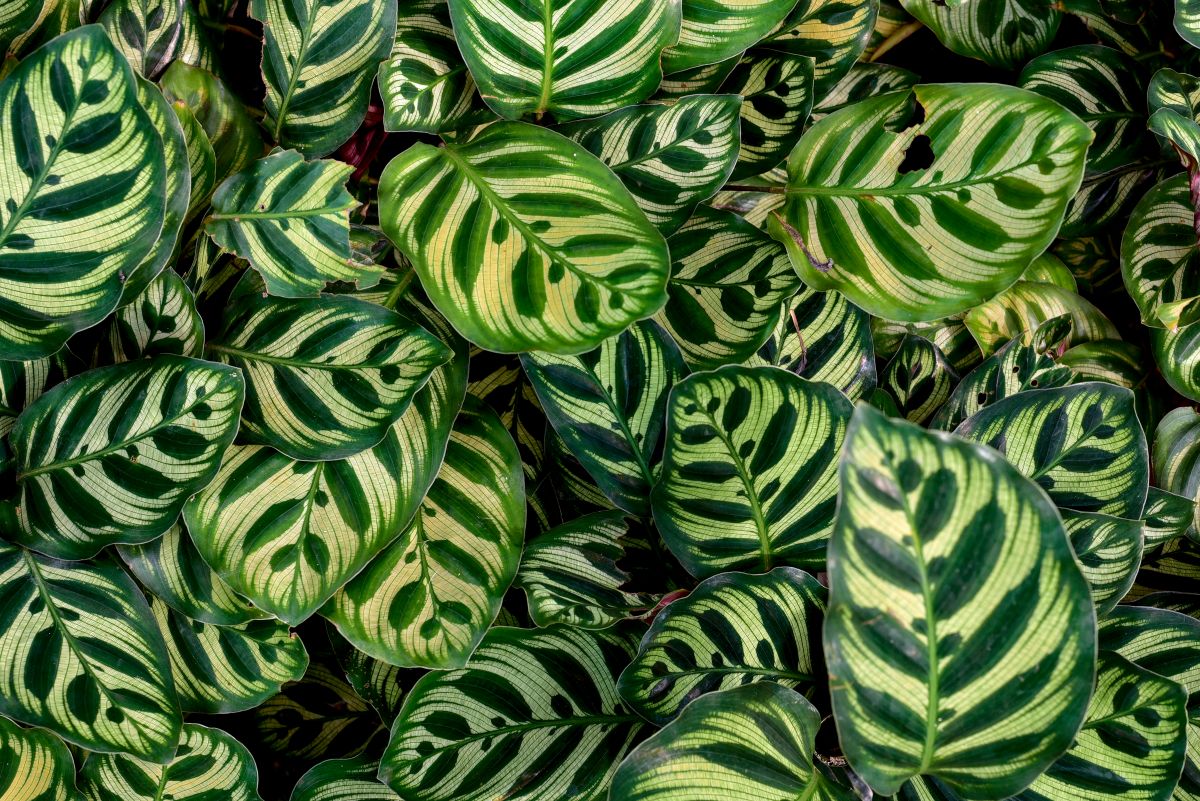 Rattlesnake Calathea beautiful leaves.