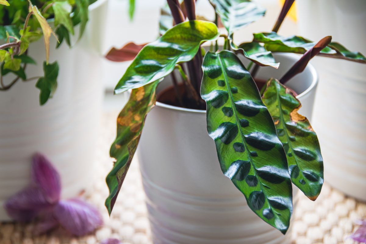 Rattlesnake Calathea growing in a white pot.