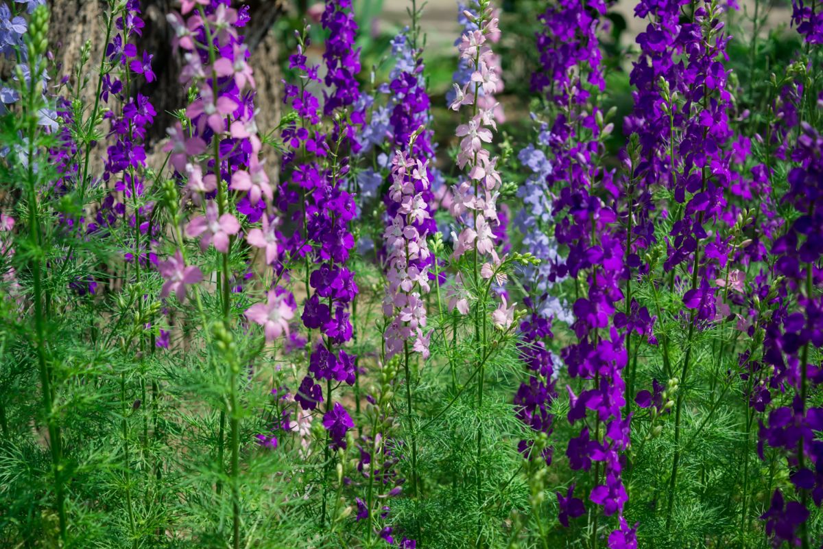 Beautiful blooming Rocket Larkspurs of different colors.