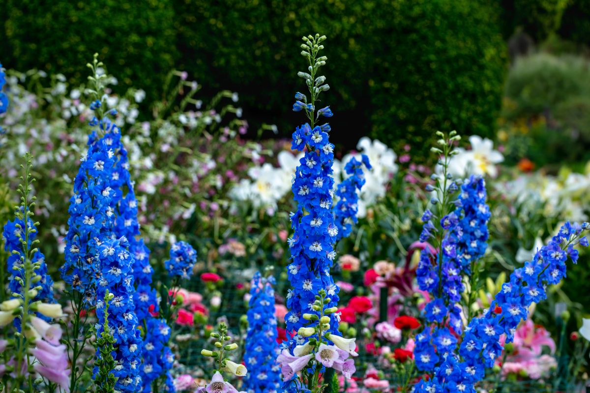 A blue blooming Rocket Larkspur in a backyard garden.