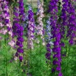 A close-up of blooming rocket larkspurs of different colors.