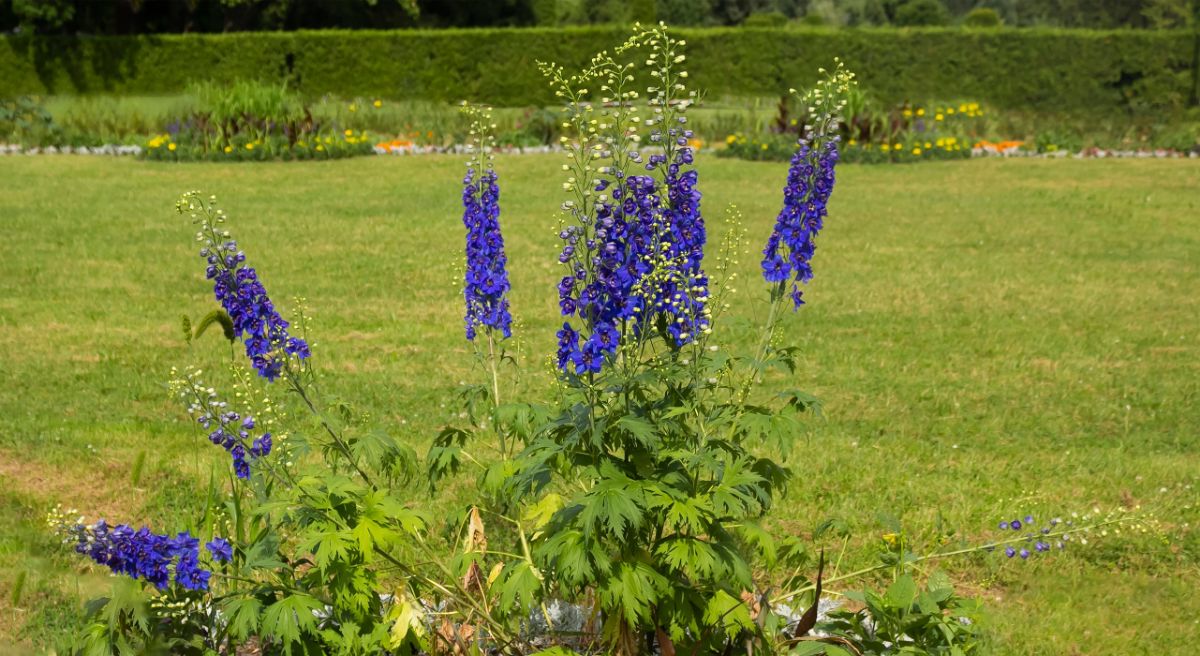 A purple blooming Rocket Larkspur in a garden.