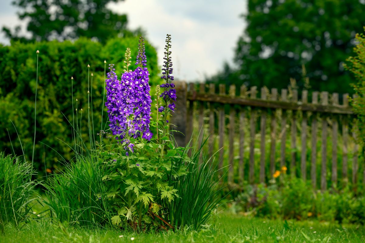 Purple blooming Rocket Larkspur in a backyard garden.