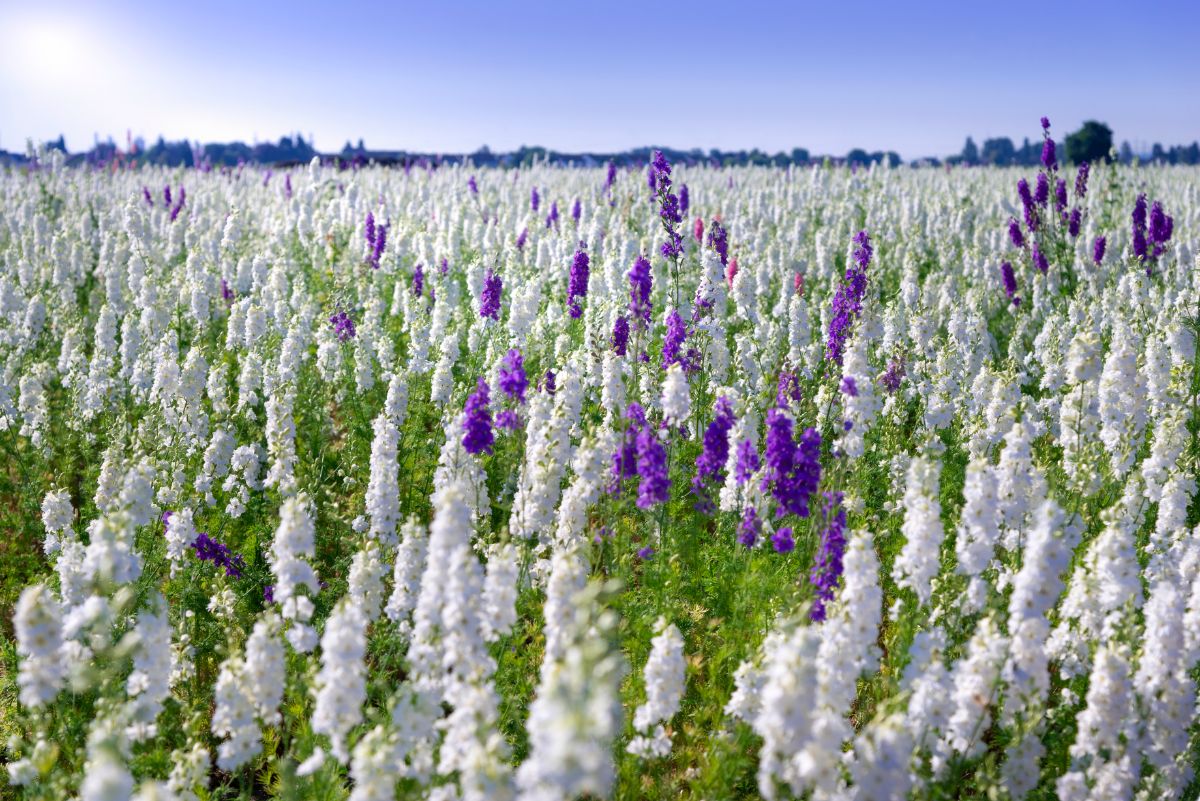 White and purple blooming Rocket Larkspurs on a field.