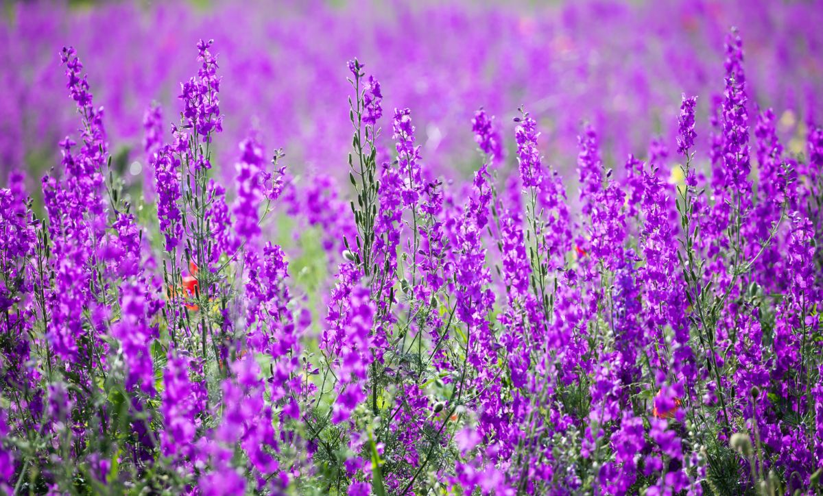 A field of beautiful pink blooming rocket larkspurs.