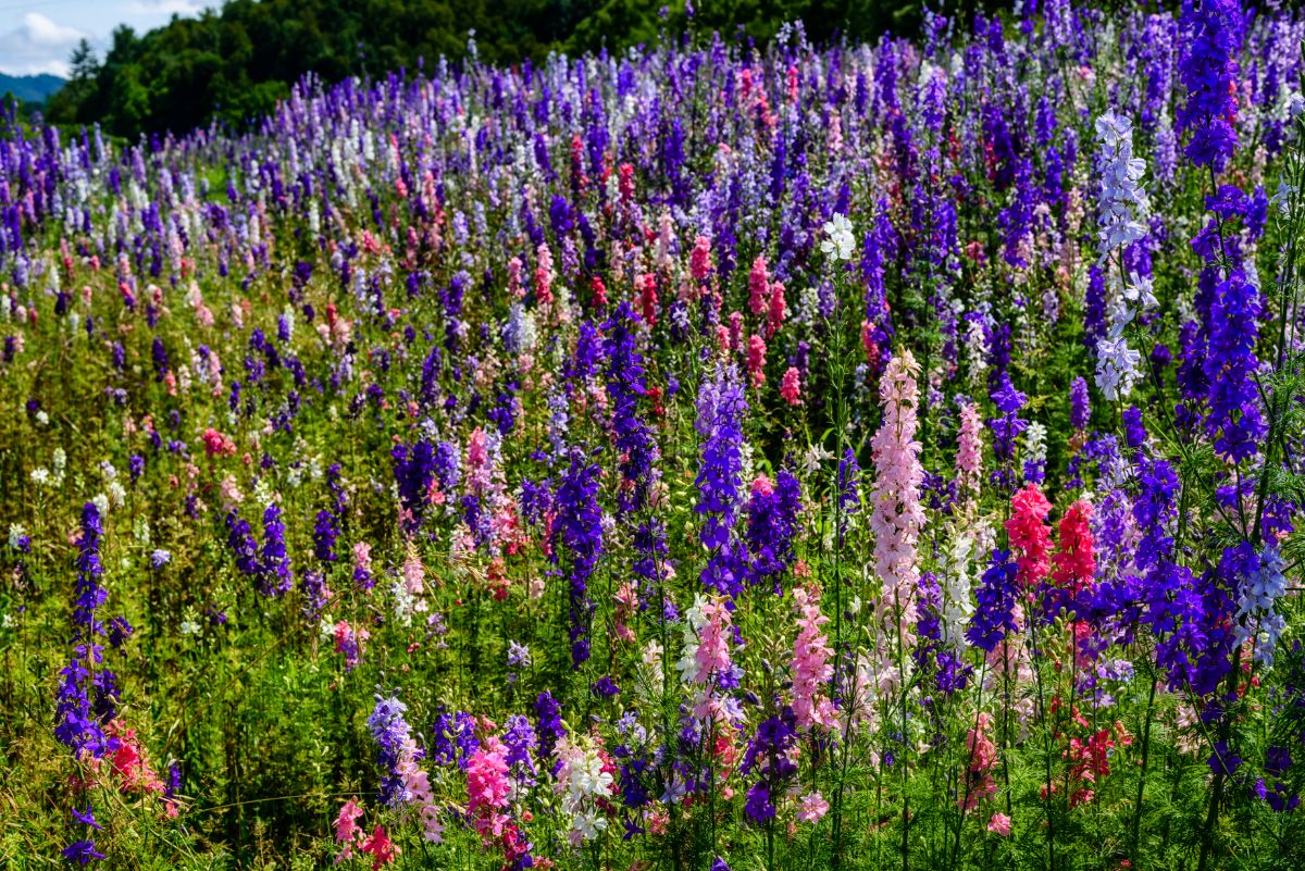 A field of blooming Rocket Larkspur of different colors.