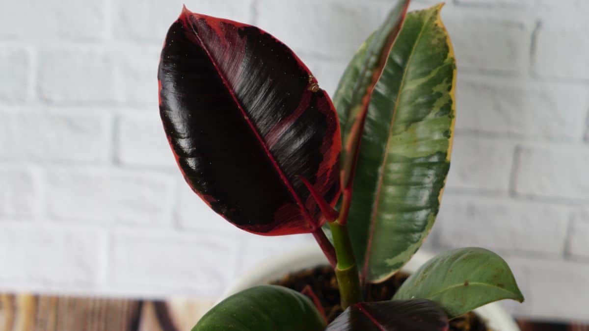 A close-up of a Ruby Rubber Tree in a white pot.