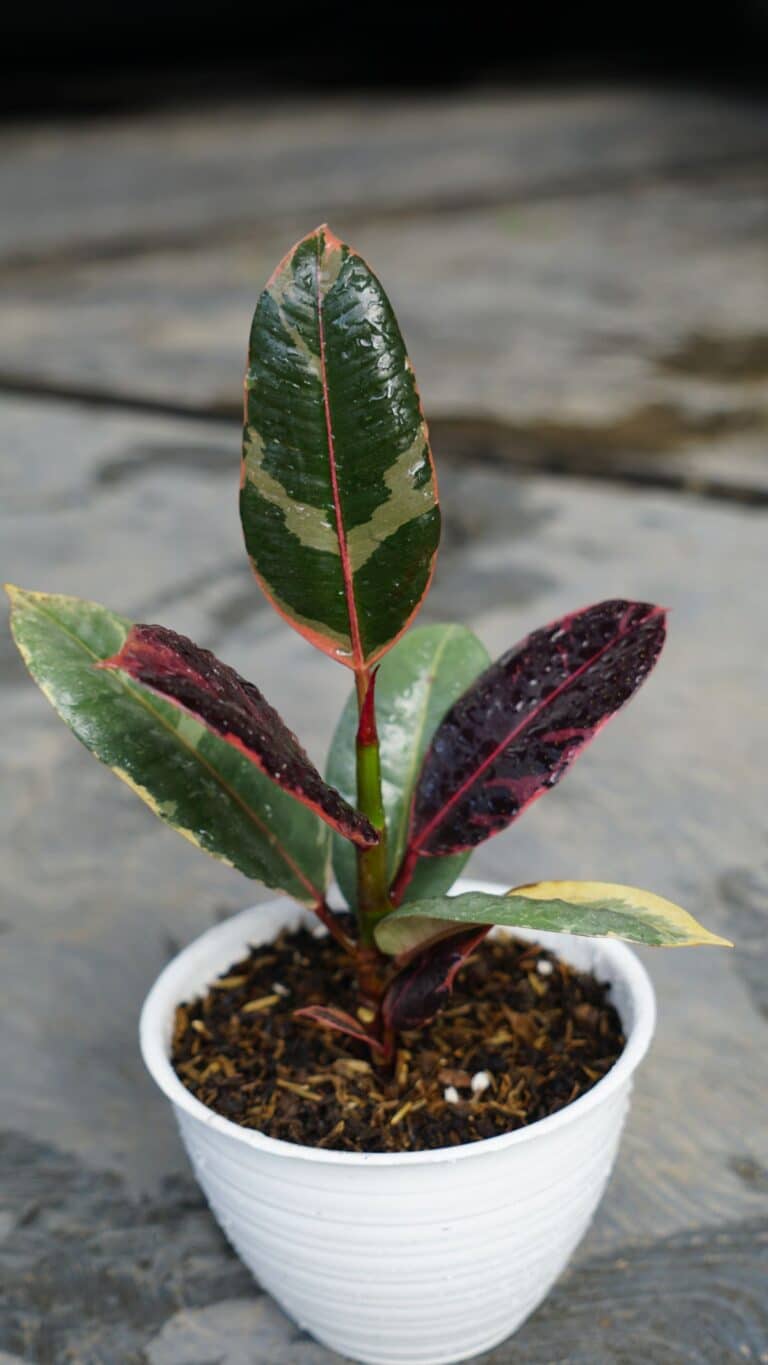 Ruby Rubber Tree Plant Ficus Growing Guide