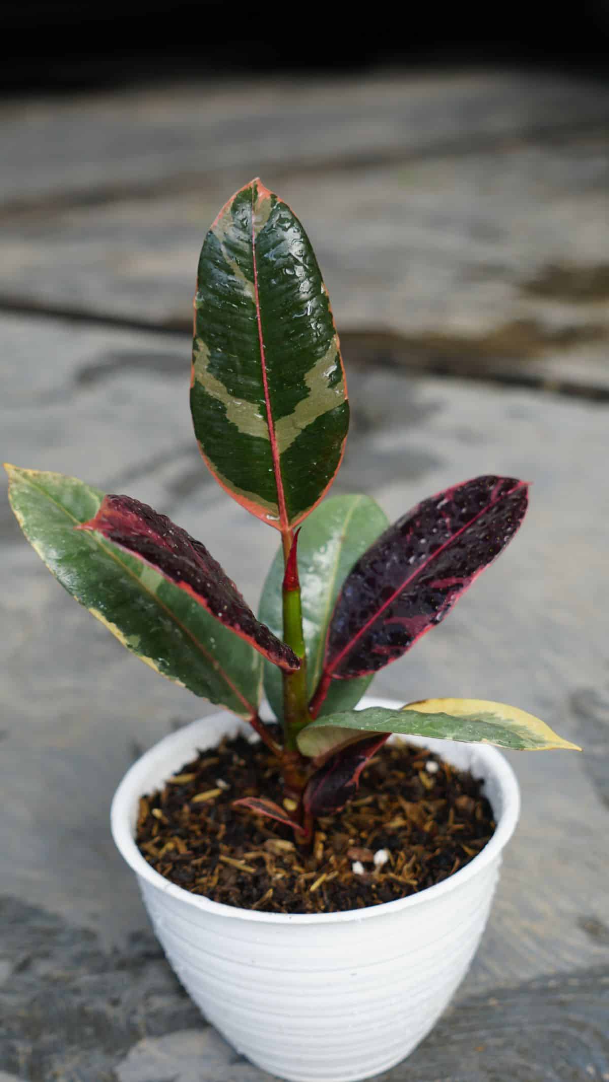 Ruby Rubber Tree growing in a white pot.
