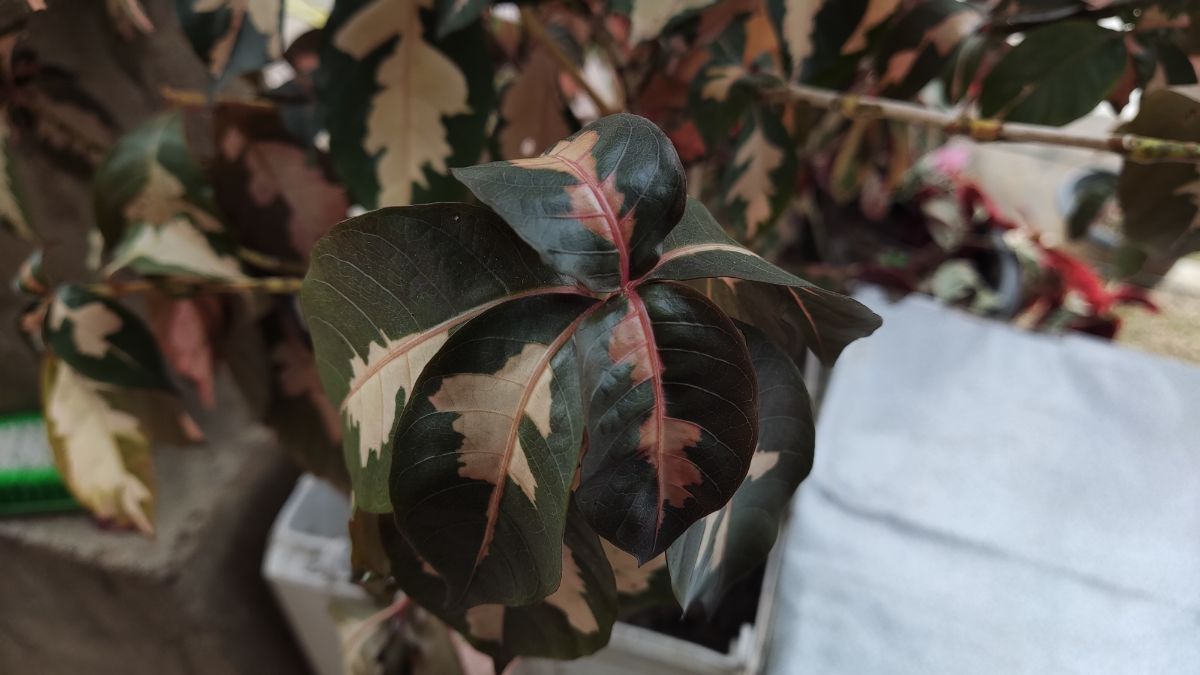 Ruby Rubber Tree growing in a white pot.