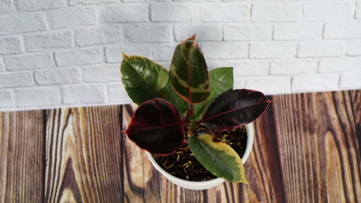 Ruby Rubber Tree growing in a white pot.