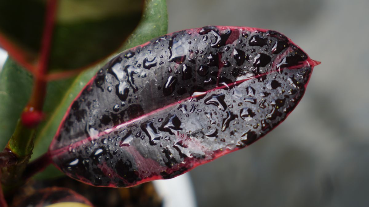 A Ruby Rubber Tree leaf with waterdrops.