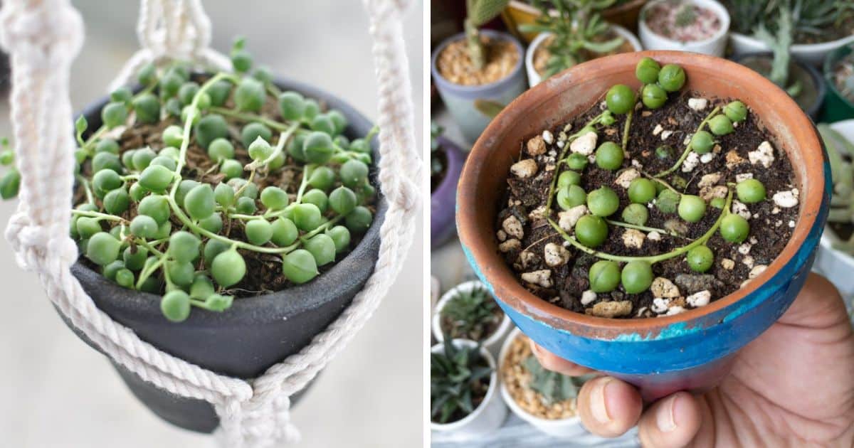 String Of Pearls Growing Guide