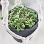 String of pearls growing in a black hanging pot.