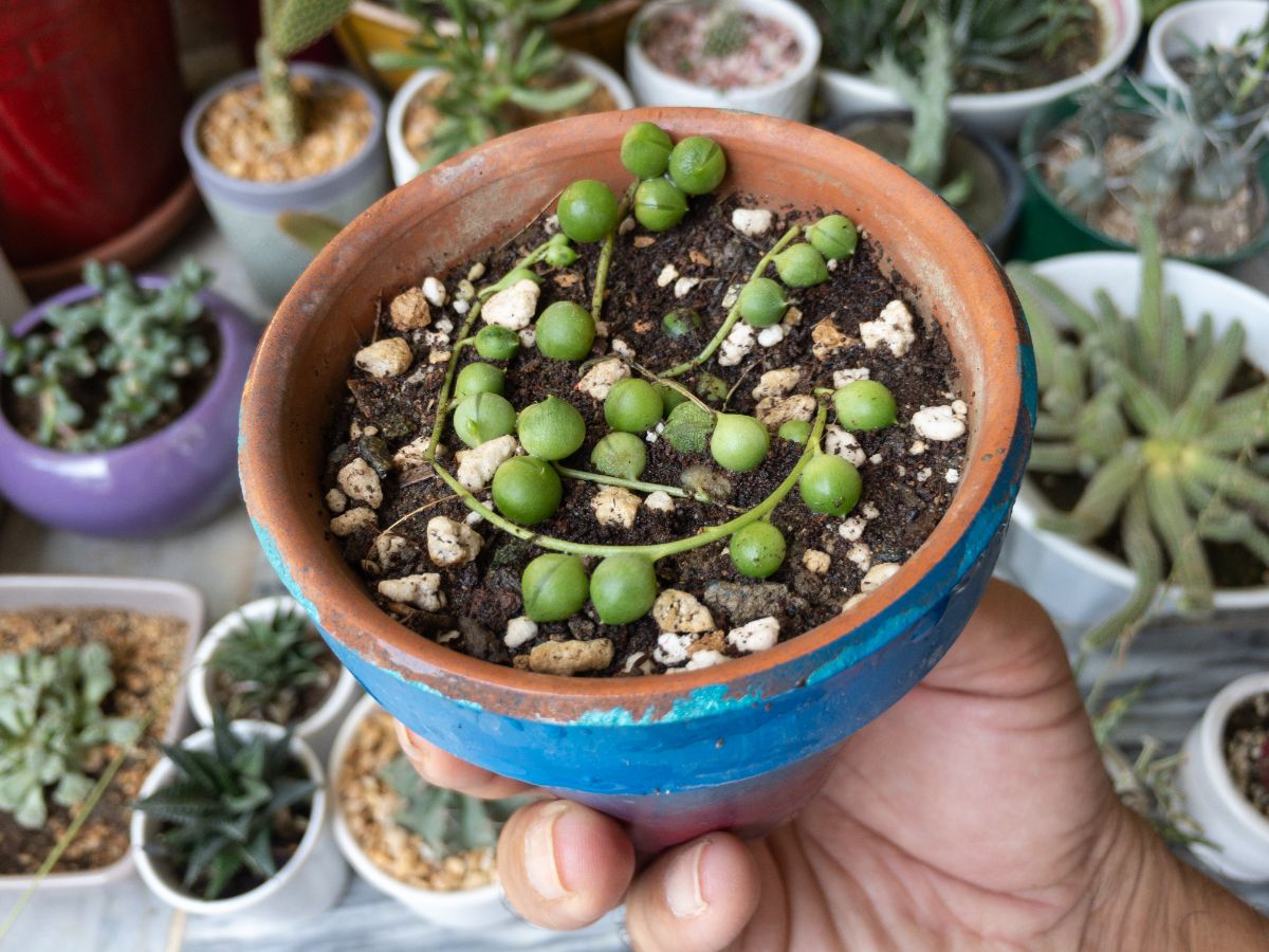 A hand holding a string of pearls growing in a pot.
