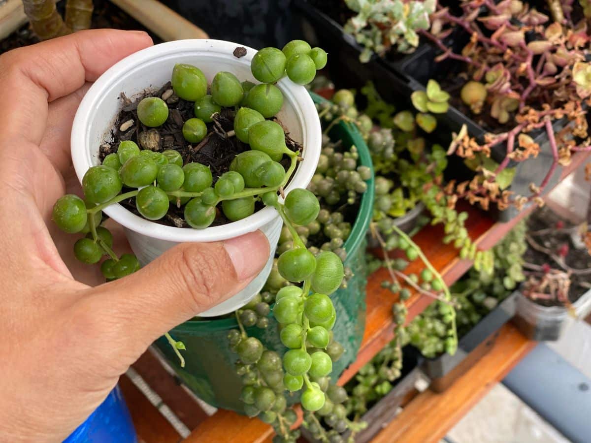 A hand is holding a small pot with a string of pearls.