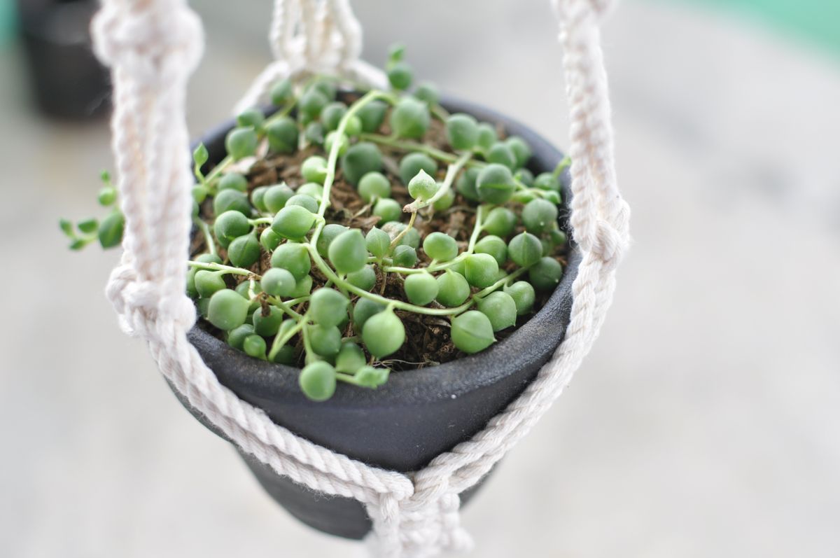 String of pearl growing in a black hanging pot.