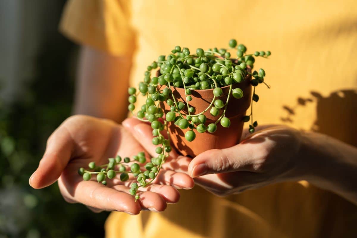 Hands holding a string of pearls in a terracotta pot in the sunlight.