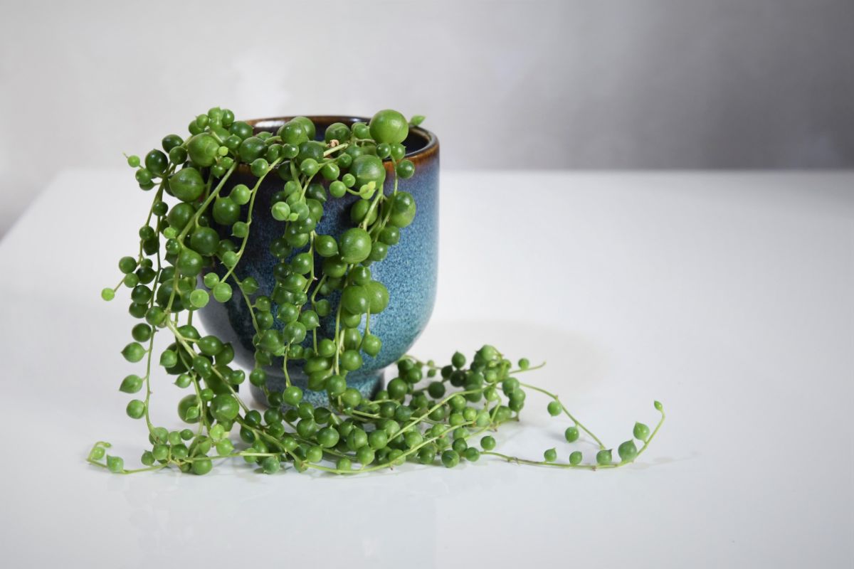String of pearls succulent growing in a blue pot on a table.