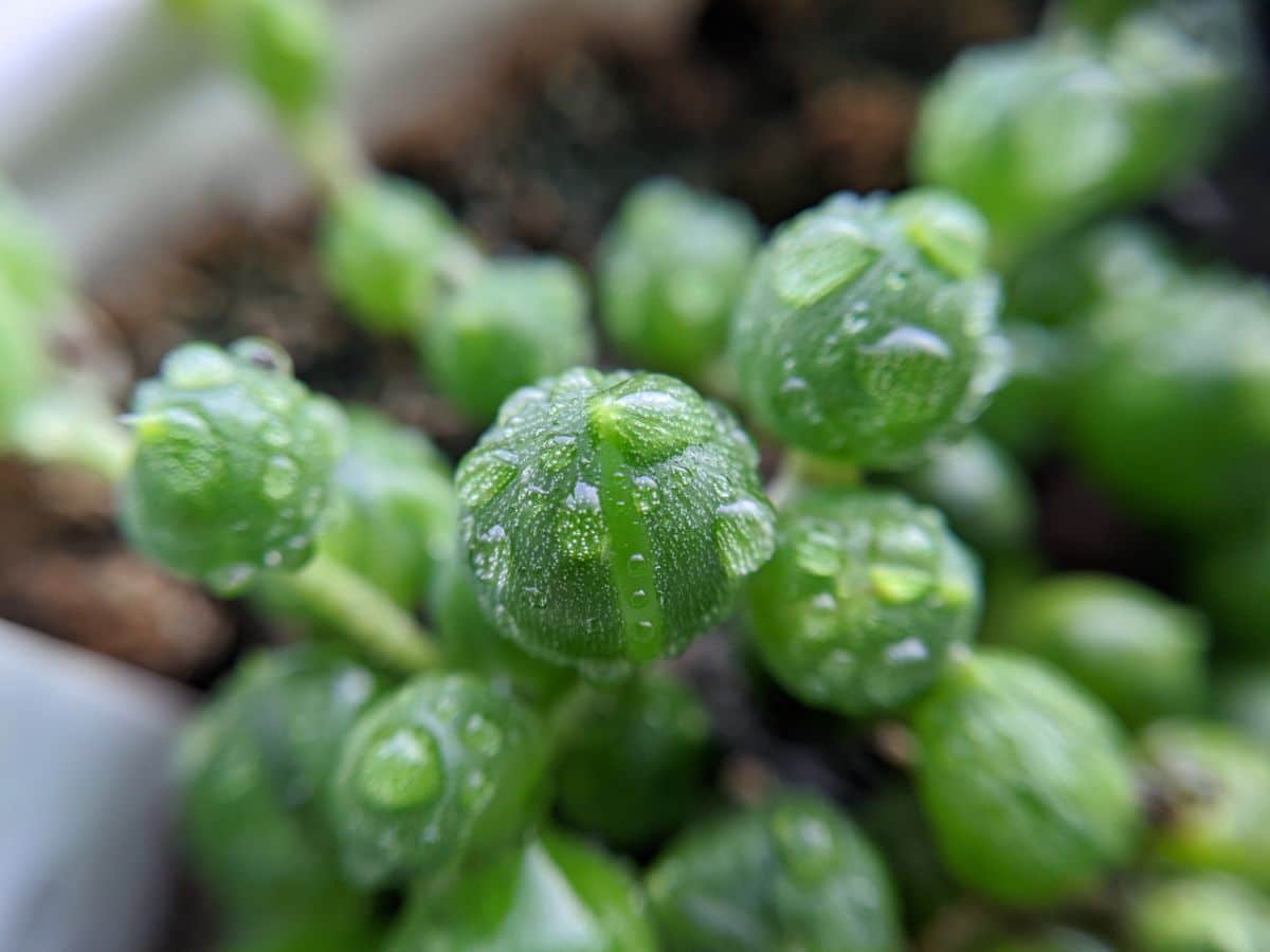 A close-up of a string of pearls with waterdrops.