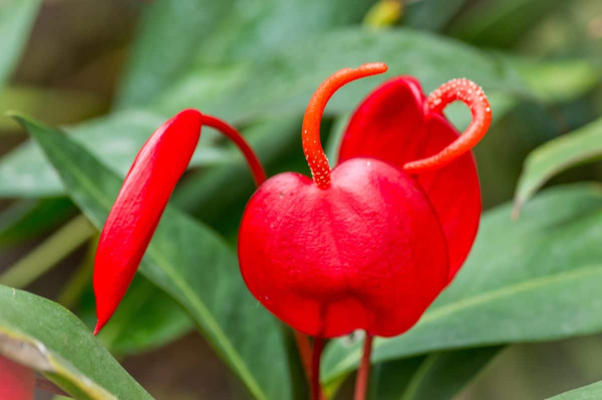 A close-up of red flowers of Flamingo Lily.