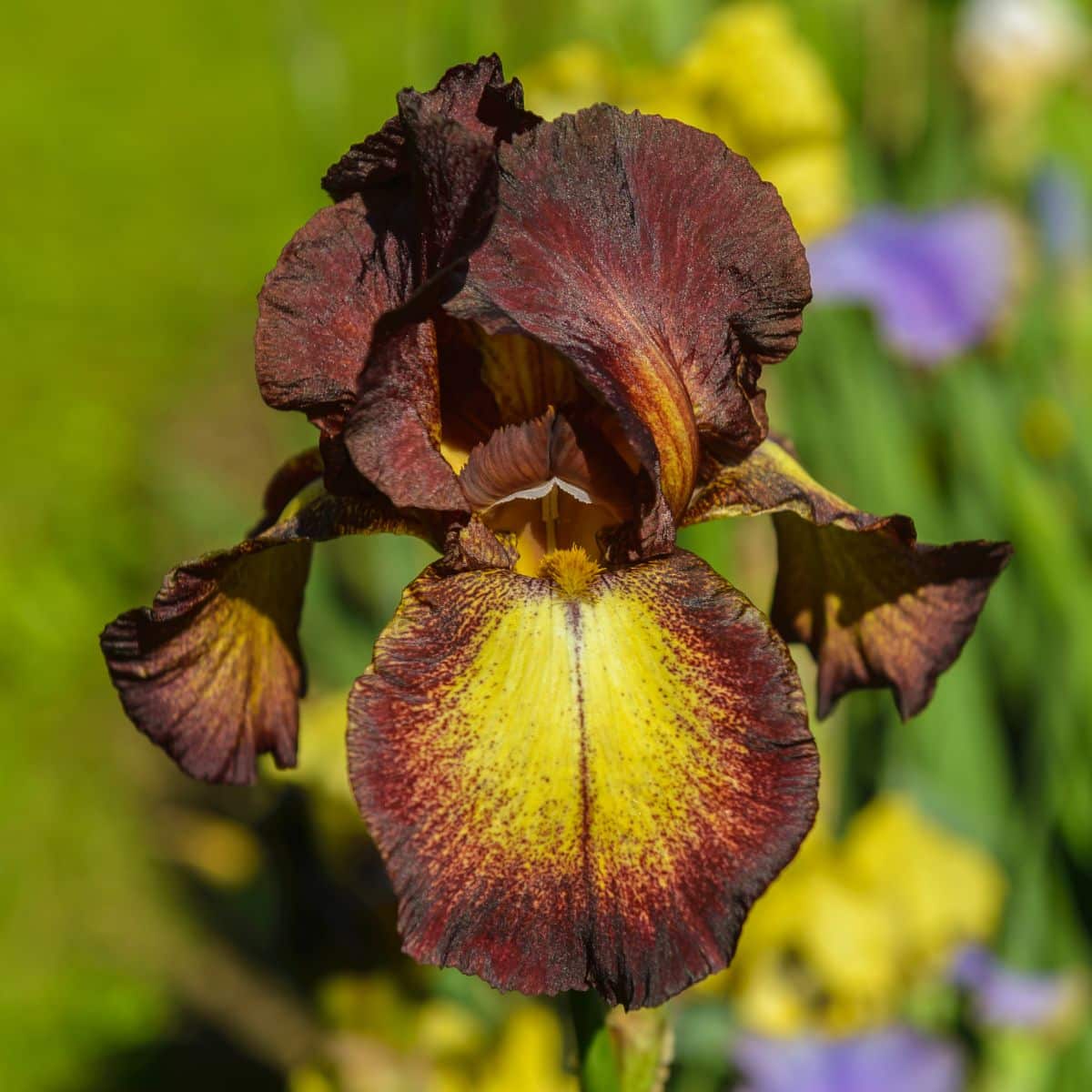 A close-up of a brown, yellow Bearded Iris flower.
