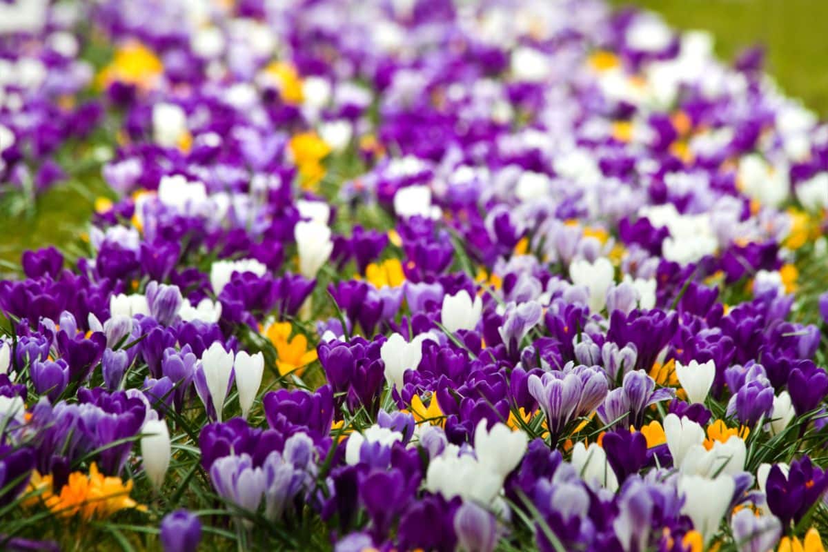 A field of blooming Crocuses of different colors.