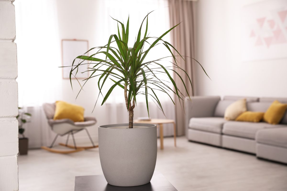 A Dracaena plant in a white pot on a small table.