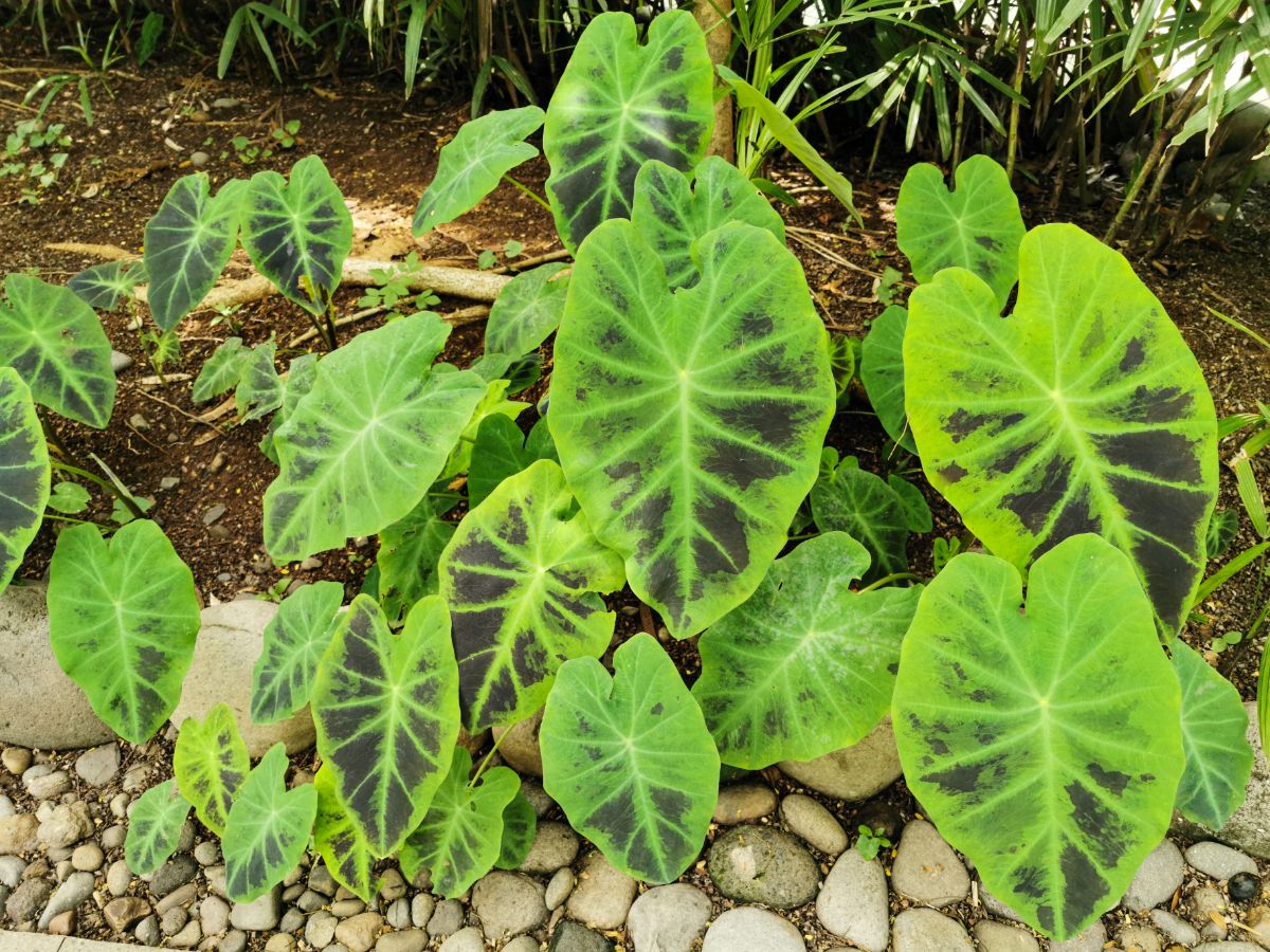 Elephant Ear Plant with big green, brown spotted leaves.