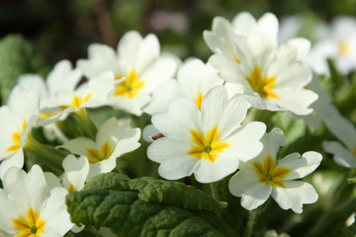 English Primrose flowers with white petals and yellow centers.